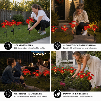 Solar-Weihnachtsstern-Gartenleuchten mit roten Blütenköpfen