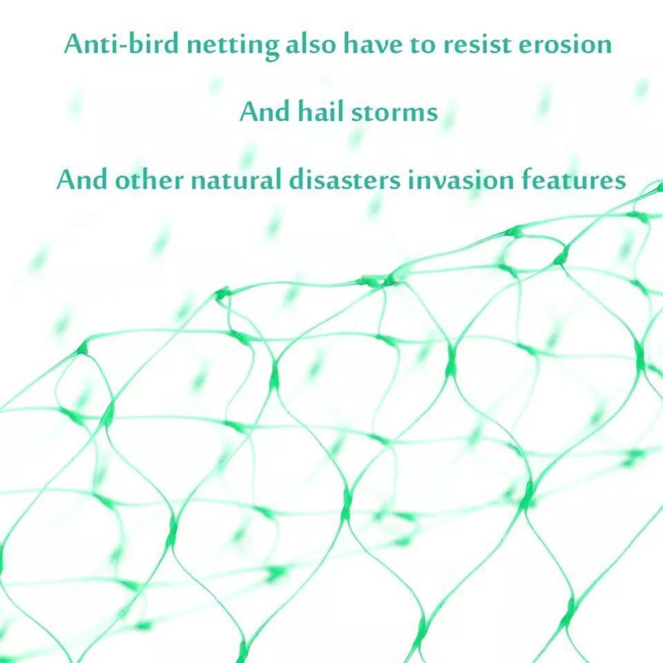 Schutznetz für Gartenpflanzen – Grünes Netz gegen Schädlinge und Tiere