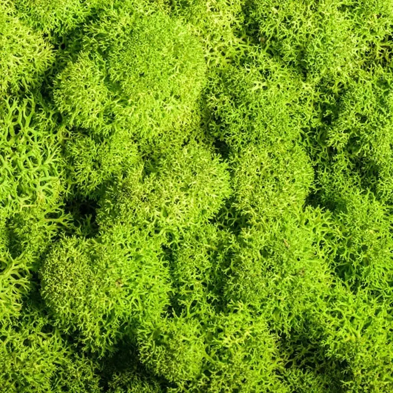 Künstliches Moos für Landschaftsgestaltung – Moos und Blumen für Dekoration und Floristik