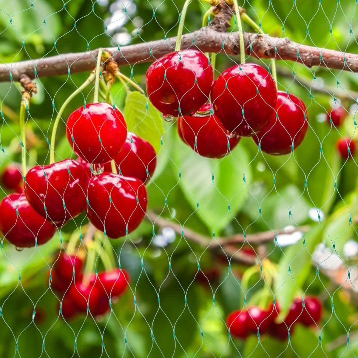 Schutznetz für Gartenpflanzen – Grünes Netz gegen Schädlinge und Tiere