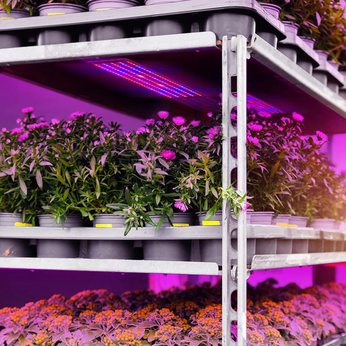LED Quantum Pflanzenlicht Panel für Wachstum und Farbförderung – Mit einstellbarem Lichtmodus