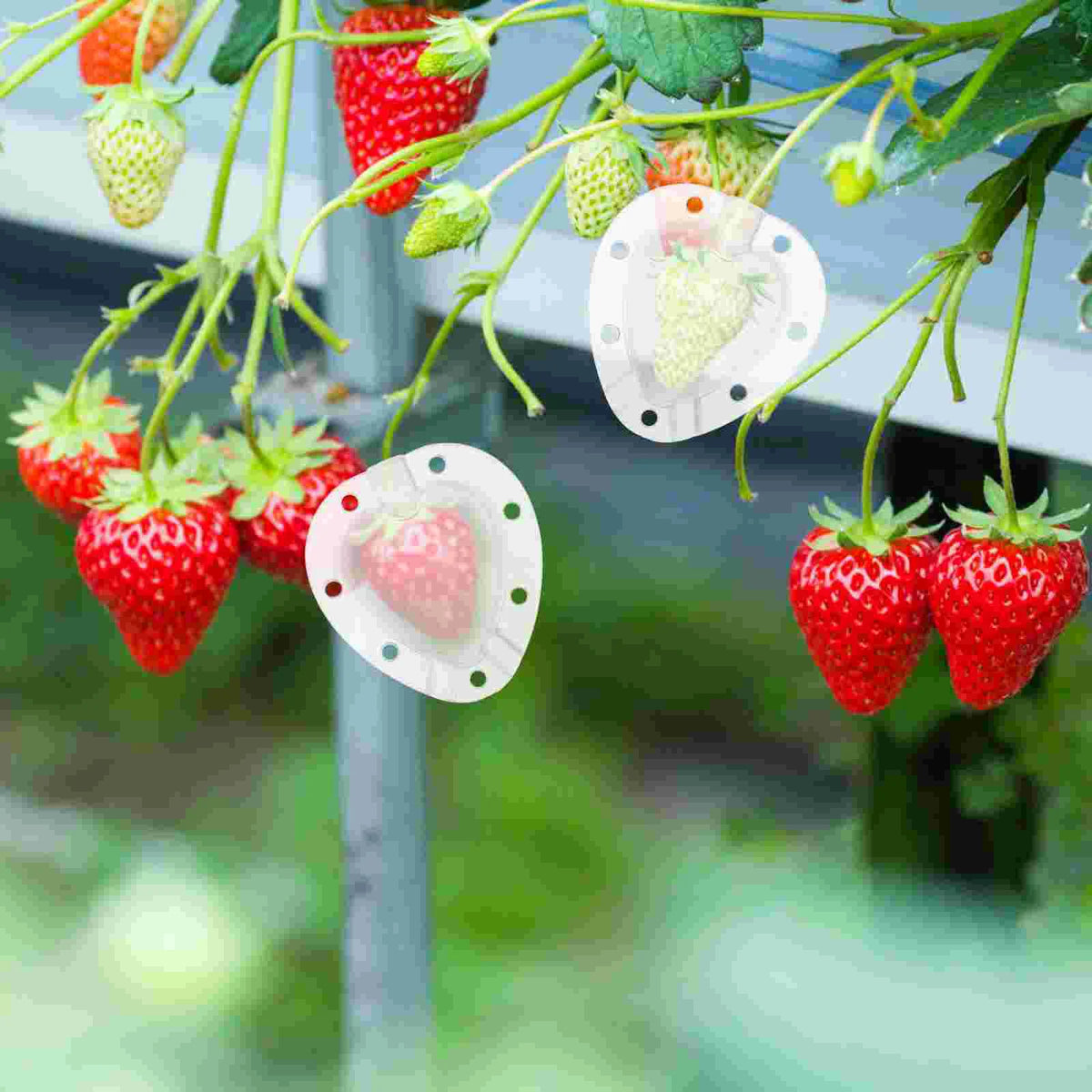 Herzform Gemüseformer – Kreative Formschale für Gemüse und Obst